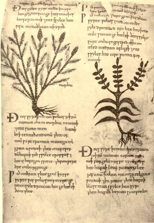 Een bladzijde uit het Oudengelse Herbarium (Cotton Vitellius C.iii), 11e eeuw.
