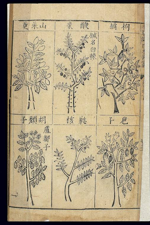 Planten uit de Bencao Gangmu van Li Shizhen, de grote Chinese materia medica uit de Ming-tijd.