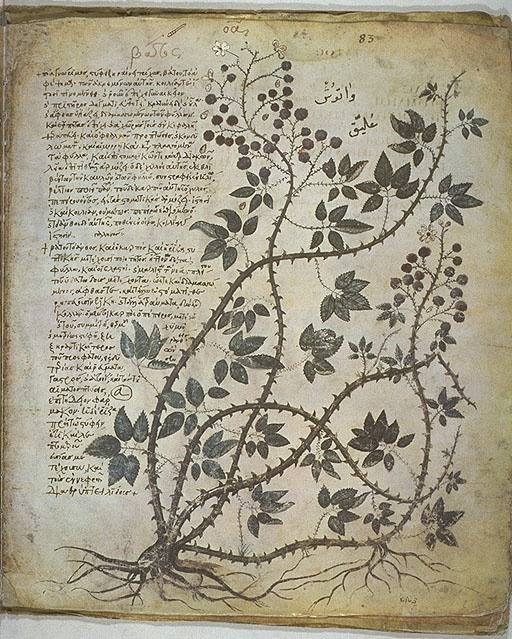 Een plant uit de Weense Dioscorides, een afschrift van De materia medica van rond 512.