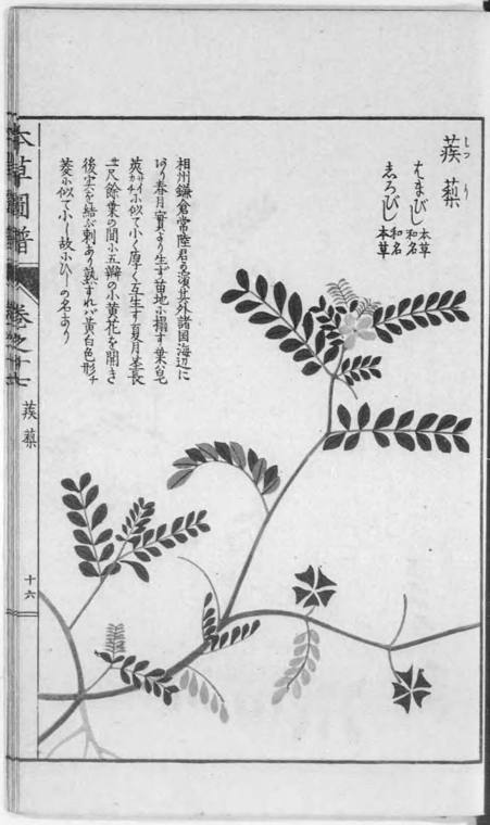 Tribulus terrestris uit de Honzō Zufu van Iwasaki Tsunemasa, een Japans kruidenboek uit de Edo-tijd.