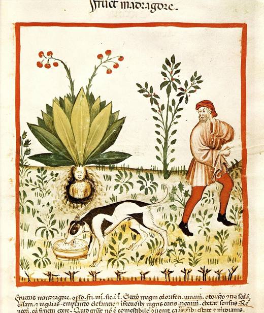 De alruin wordt met een hond uit de grond getrokken, zoals de legende voorschreef; Tacuinum sanitatis, ca. 1390.